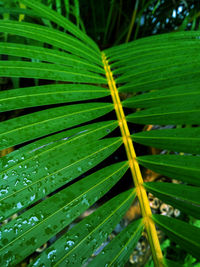 Close-up of wet plant leaves during rainy season