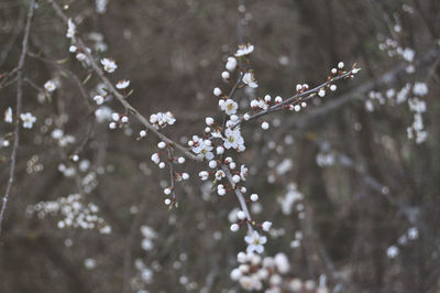 Close-up of water drops on flowering plant