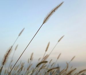 Wheat growing in field