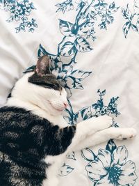 High angle view of cat lying on bed