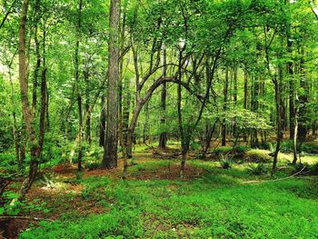 View of trees in forest