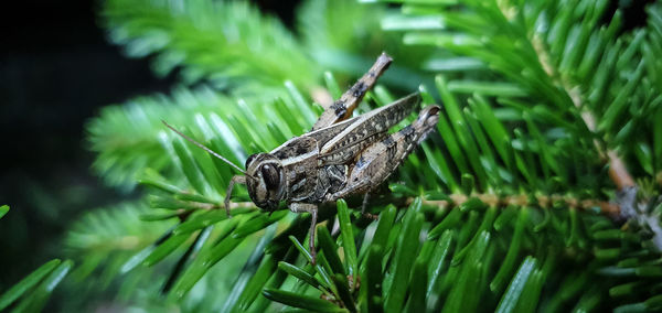 Close-up of butterfly on pine cone