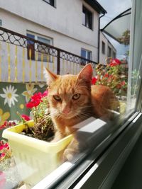 Portrait of cat by window of building
