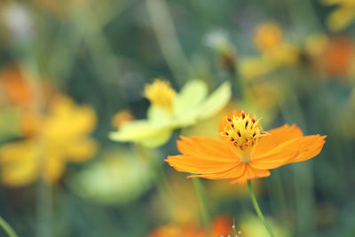 Close-up of yellow flowering plant 