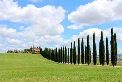 Trees on grassy field against sky