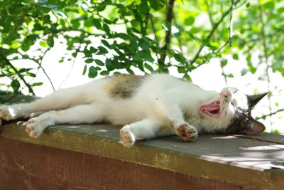 Close-up of cat yawning