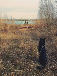 Dog sitting on field against sky