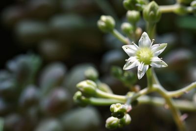 Close-up of white flower blooming on tree