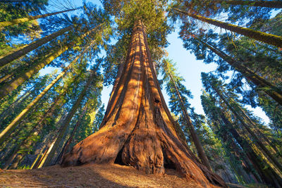 Low angle view of trees in forest