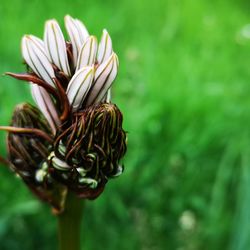 Close-up of flowering plant