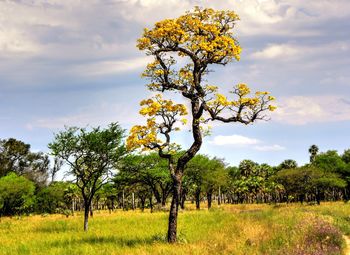 Trees on field against sky