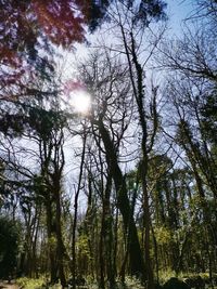 Low angle view of trees in forest against sky