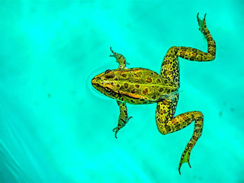 Close-up of frog swimming in pool 