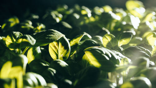 Production of aromatic basil plants in greenhouses