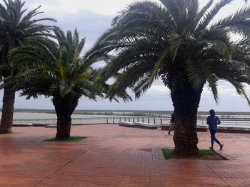 Palm trees by sea against sky