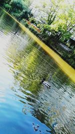 Close-up of leaf floating on water