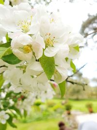 Close-up of white flowers blooming on tree