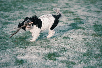 Dog running on field