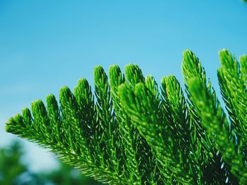 Low angle view of plants against clear sky