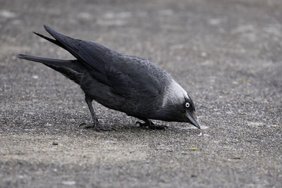Close-up on a jackdaw looking intensely at something on the ground. the picture is taken in sweden.