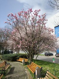 Flower tree in park against sky