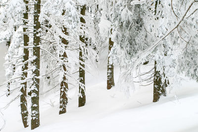 Snow covered trees in forest