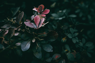 Red and green barberry bush leaves