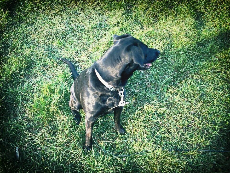 domestic animals, animal themes, mammal, one animal, grass, pets, dog, field, grassy, standing, green color, full length, high angle view, pet collar, plant, nature, day, sunlight, no people, side view