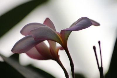 Close-up of white flowering plant