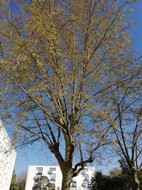 Low angle view of tree against blue sky