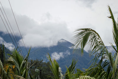 Panoramic view of plants and mountains against sky