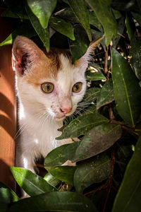 Close-up portrait of a cat