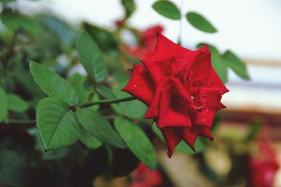 Close-up of red leaves on plant