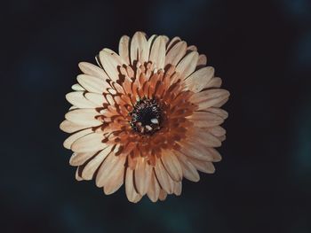 Close-up of honey bee pollinating flower