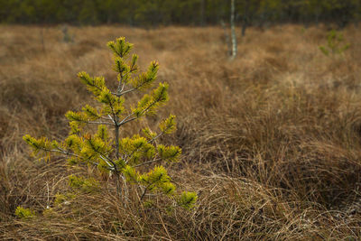 Close-up of plant on field