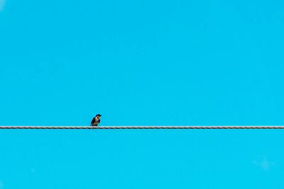 Low angle view of bird against clear blue sky