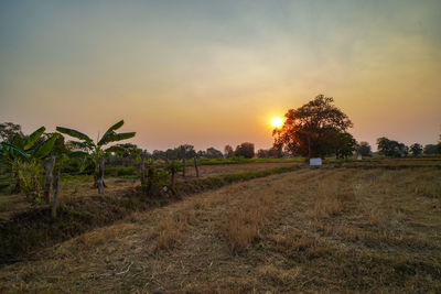 Trees on field against sky during sunset