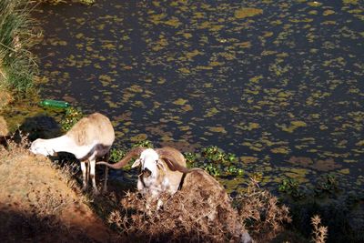 High angle view of sheep standing by tree