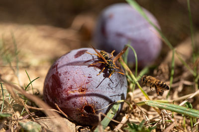 Close-up of insect on land