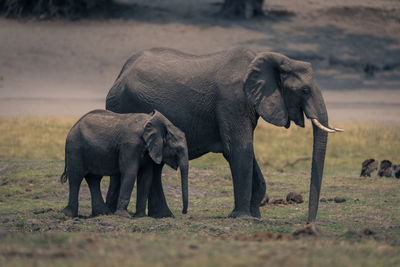 Elephants drinking water