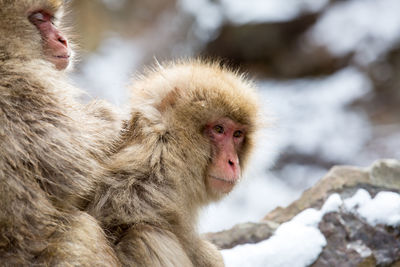 Close-up of monkeys during winter