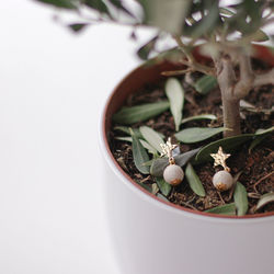 Close-up of potted plant