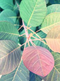 Close-up of leaves