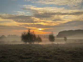 Trees on field against sky during sunset