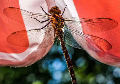 Close-up of dragonfly on plant