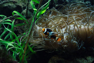 Fish swimming in sea