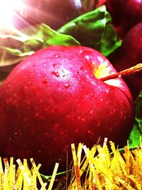 Close-up of strawberry growing on tree