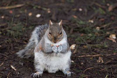 Portrait of squirrel