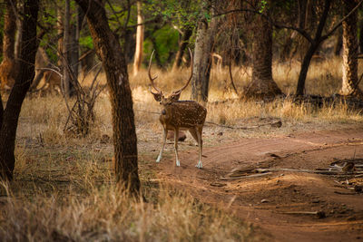 A deer in a national park