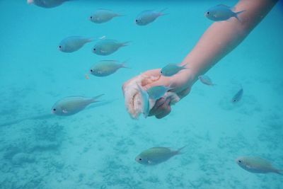 Close-up hand feeding fishes swimming in sea